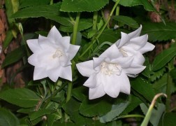 Platycodon grandiflorus Hakone White / Őszi hírharang dupla fehér